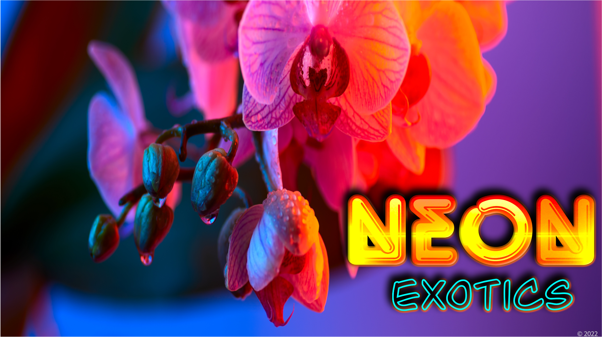 Neon Exotics