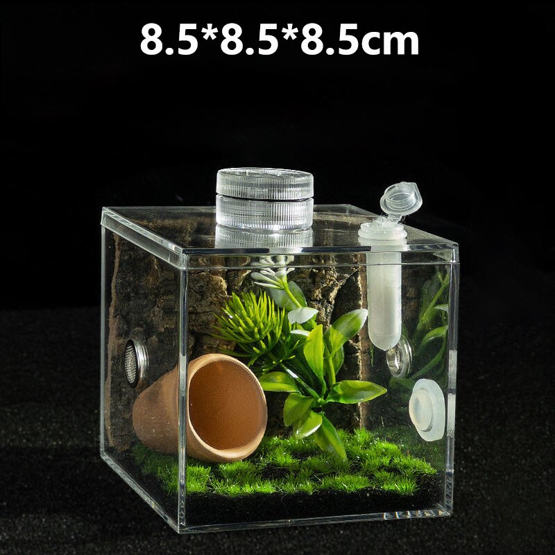 Acrylic spider habitat/ SM